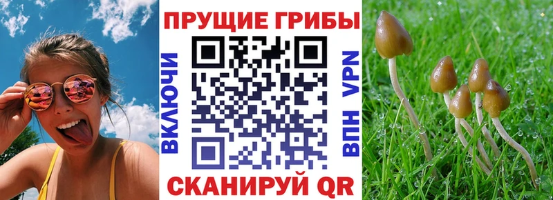 mega зеркало  Курчалой  Псилоцибиновые грибы Cubensis 